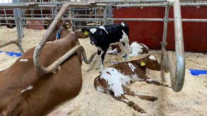An SRB cow lies in a cubicle with three calves next to her. A black and white calf standing up and two SRB calves lying down next to the cow.