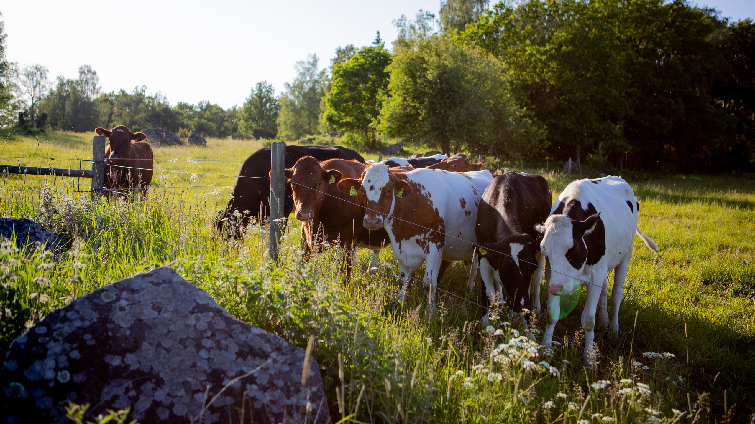 A herd of heifers out in a pasture in the evening sun.