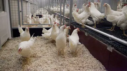 White hens in a free-range system with bedding. Photo Jenny Svennås-Gillner.