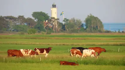 Some dairy cows grazing with a lighthouse and a Swedish flag in the background. Photo Lotta Berg.