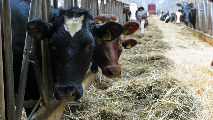 En svart och en röd ko som står vid ett foderbord med ensilage och halm. Foto Marie Liljeholm.