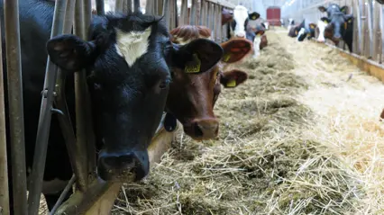 A black and a red cow standing at a feeding table with silage and straw. Photo Marie Liljeholm.