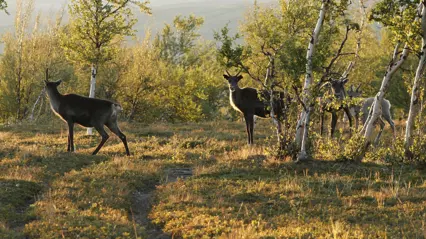 Some reindeer grazing behind some trees during summer. Photo: Anna Skarin.