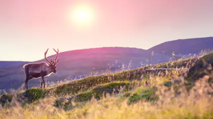 Ensam ren på fjället i solnedgång med rosa himmel.