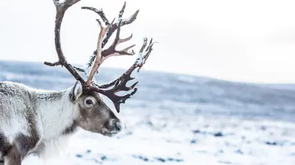 En ensam ren med stora horn på ett fjäll med snö.