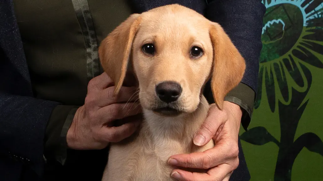 En hundvalp av rasen Labrador Retriever. Foto Jenny Svennås Gillner.