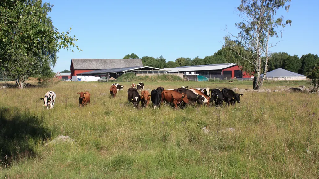 Ungnöt på bete utanför SLU Götala nöt- och lammköttsforskning. Foto Karin Wallin.
