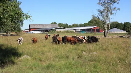 Young cattle grazing outside SLU Götala beef and lamb research. Photo by Karin Wallin.