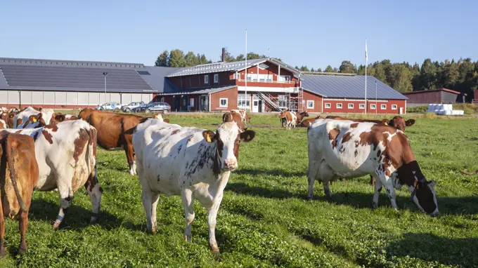 Röbäcksdalens forskningladugård i bakgrunden med betande SRB-kor i förgrunden. Foto.