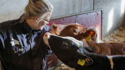 Professor Sigrid Agenäs with some of the calves.