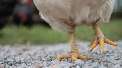 Närbild på ben och mage på en vit höne som går utomhus på grus. Foto Lisa Chröisty.