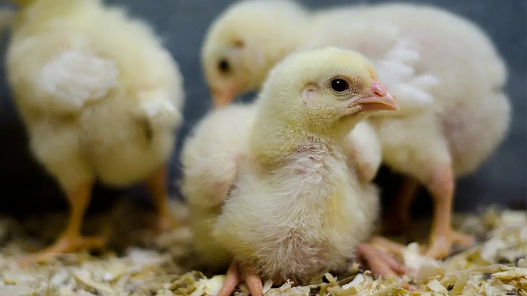 Närbild på tre små gula kycklingar på ströbädd.