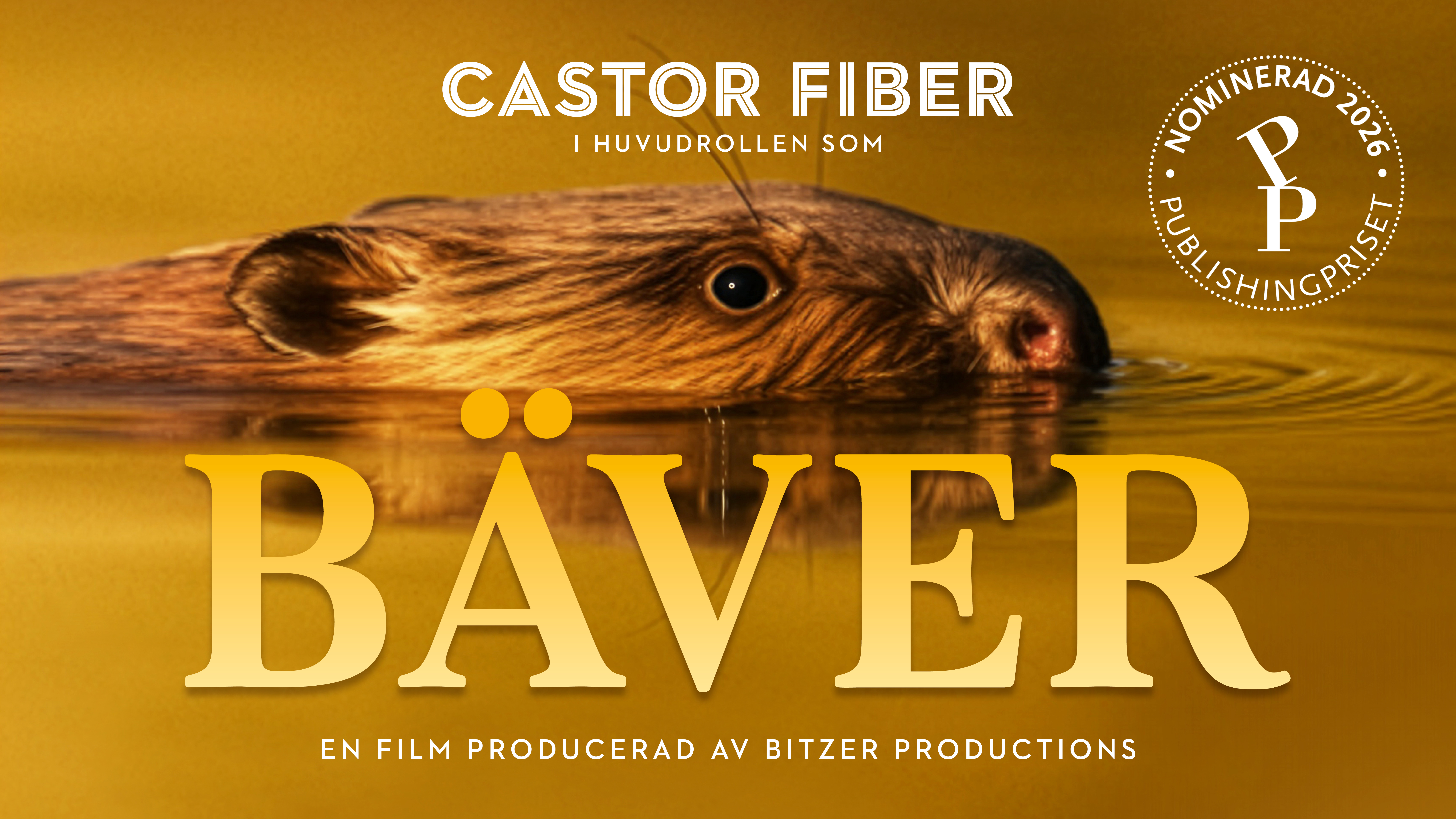 Bäver i vatten. 