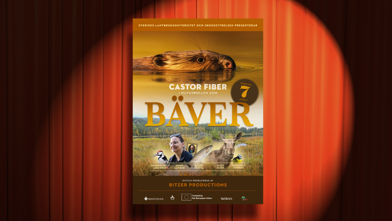 Affisch för filmen ”Bäver”, som visar en bäver som simmar i vattnet.