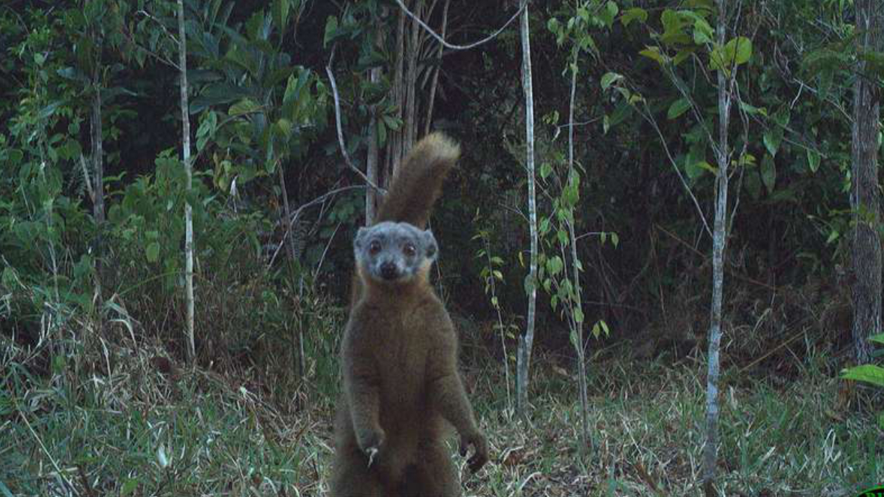 A lemur is standing on two legs in the forest. 