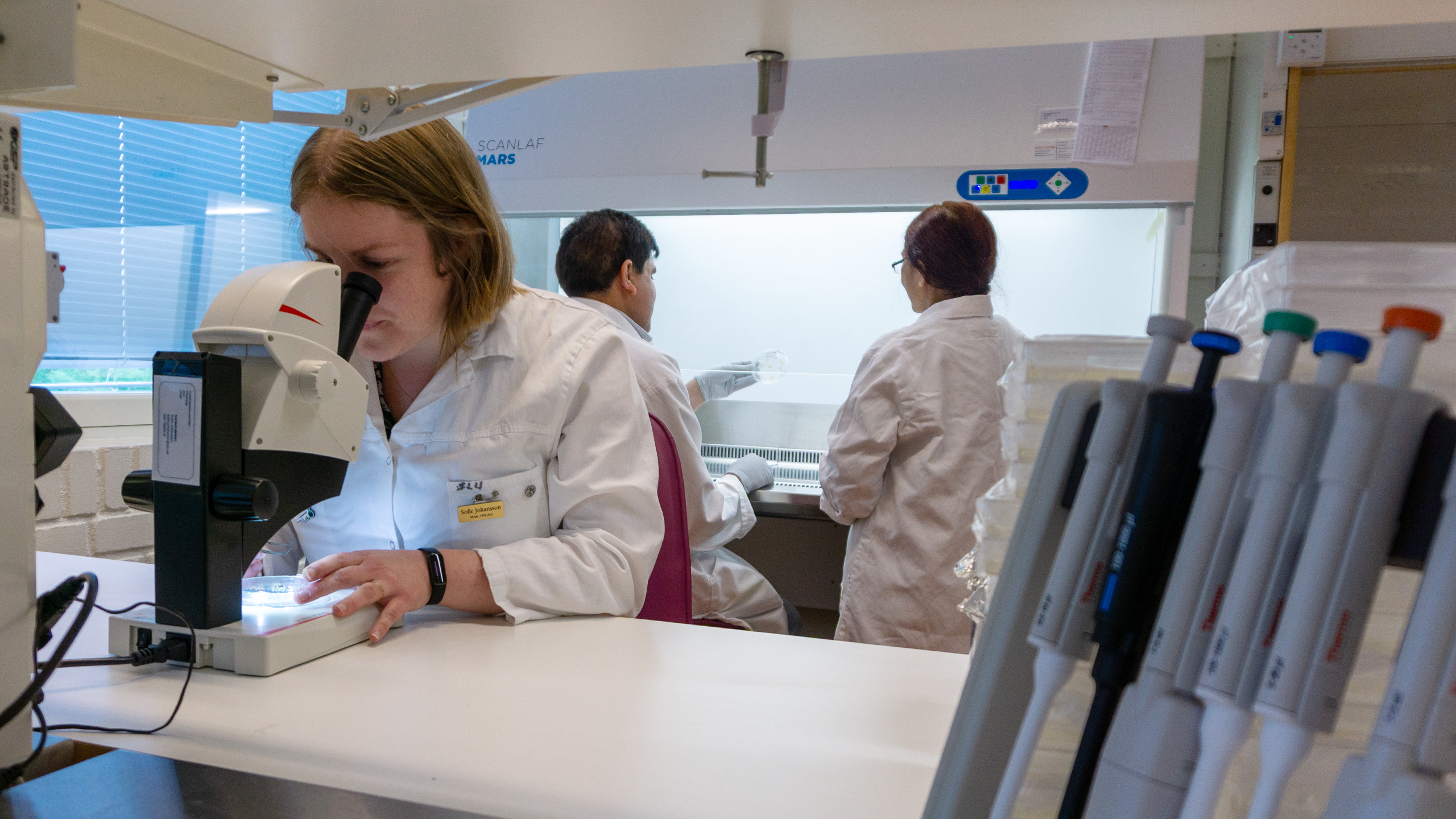 Three researchers in white lab coats are working in a laboratory. A woman in the foreground is looking through a microscope, while two others are working at a laminar flow cabinet in the background. Several pipettes are visible on the right side.