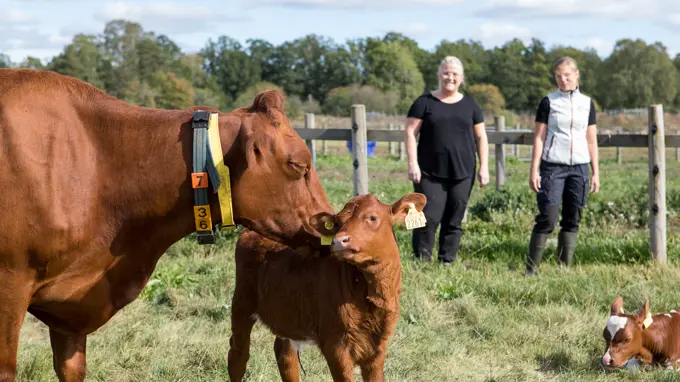 A cow and a calf on pasture. Two persons and another calf in the background.