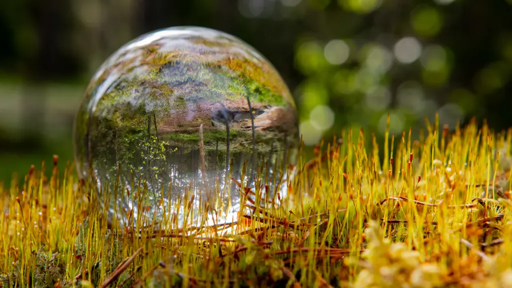 En glaskula som ligger i en mossa med röda spröt i en skog. I kulan speglas skogen in.