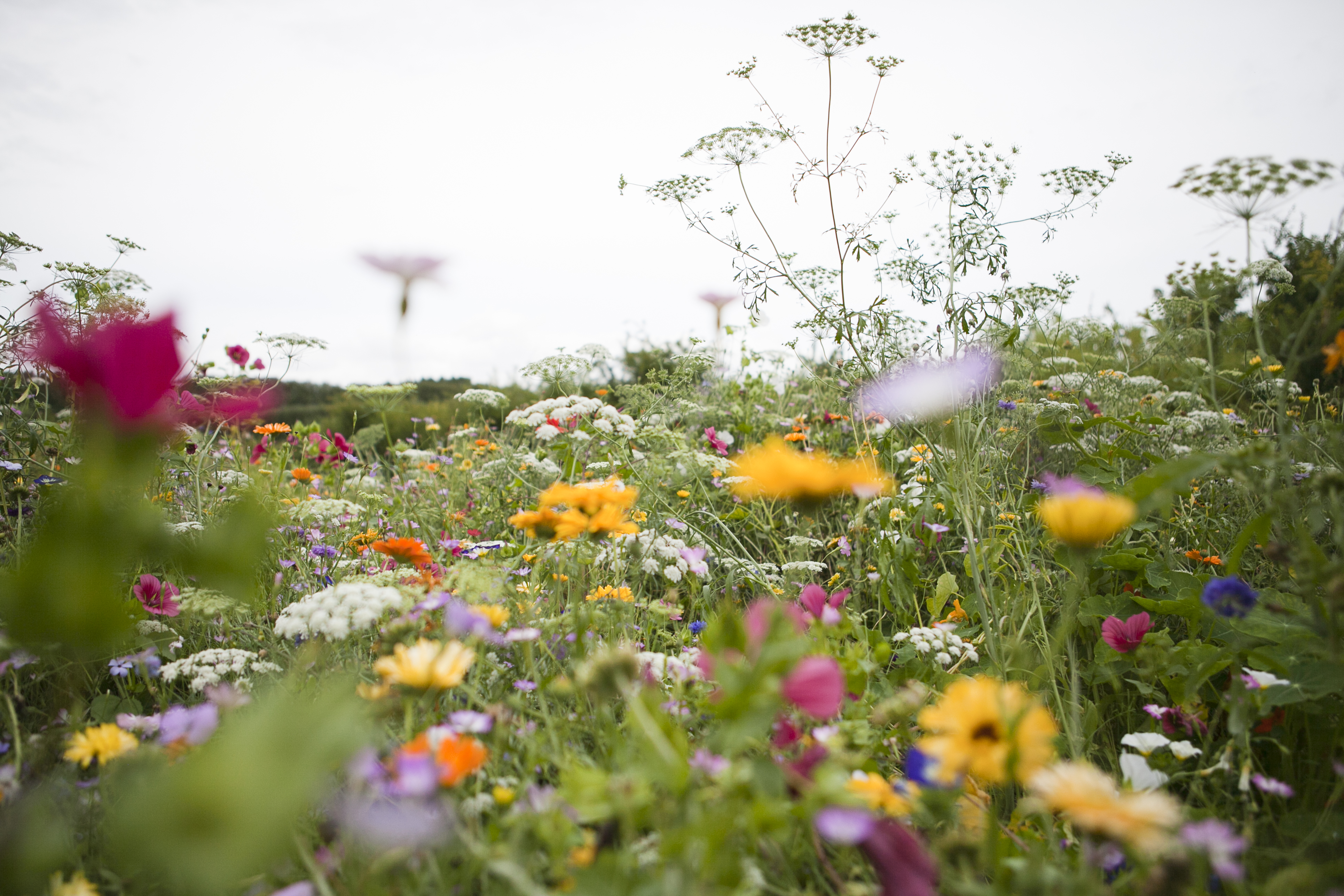  Blommor i Rehabträdgården vid SLU i Alnarp. 