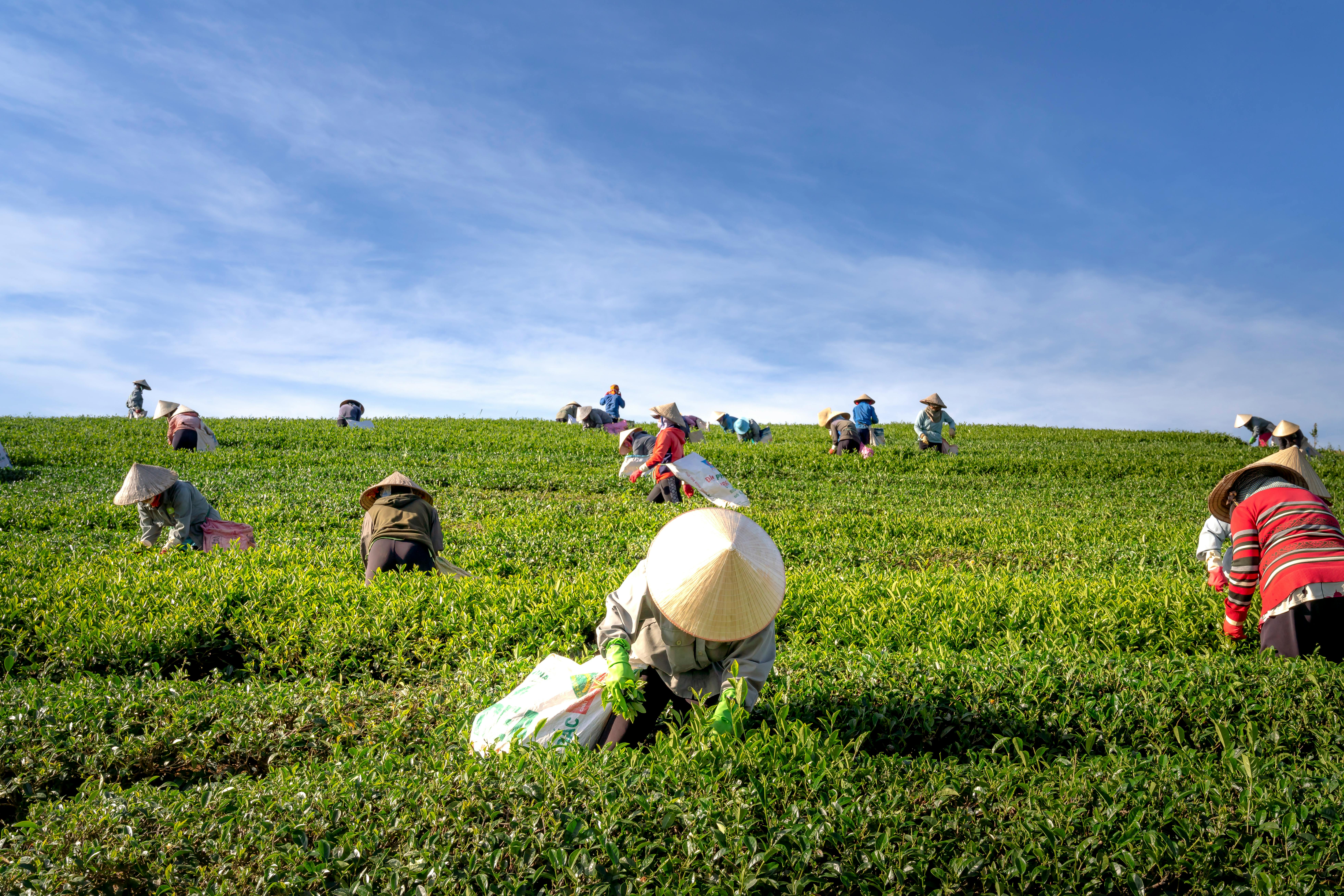 People on a field in Asia