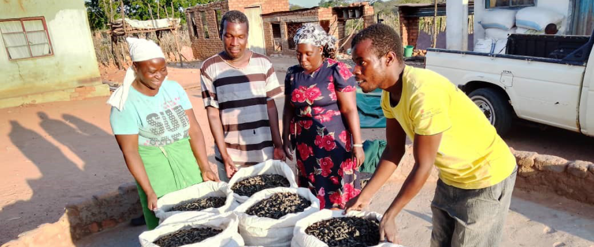 Improving the value chain for edible insects in Zimbabwe through ...