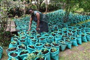 Woman standing next to bags with plants 