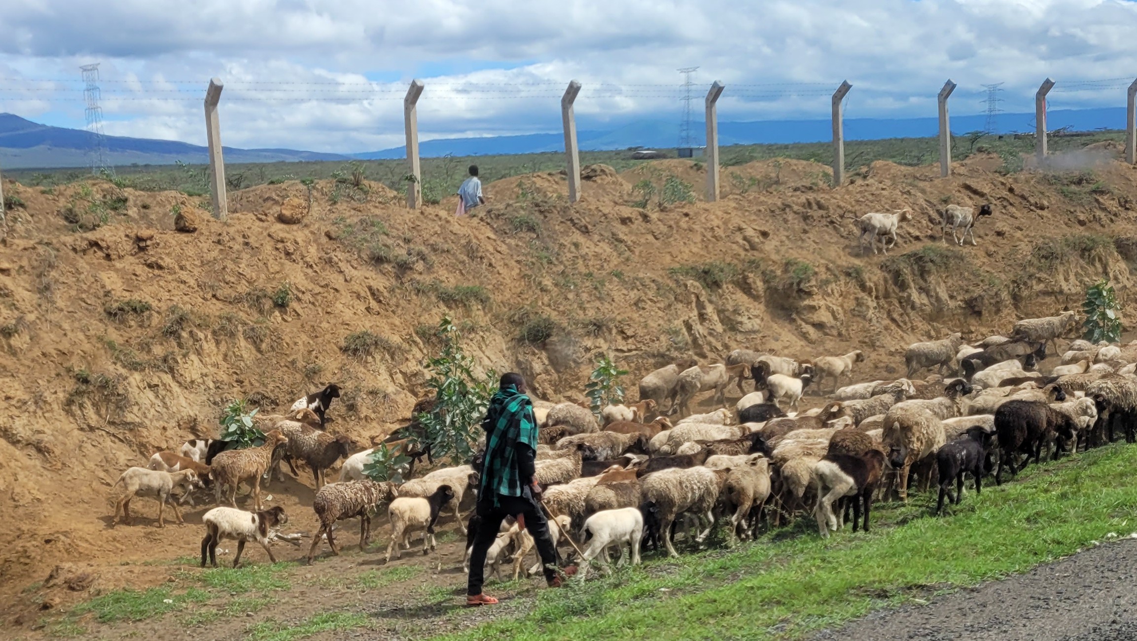 Pastoralist herding goats