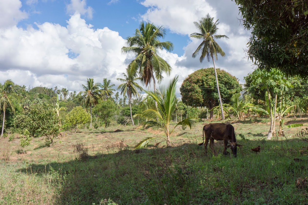 Cow grazing among trees. 