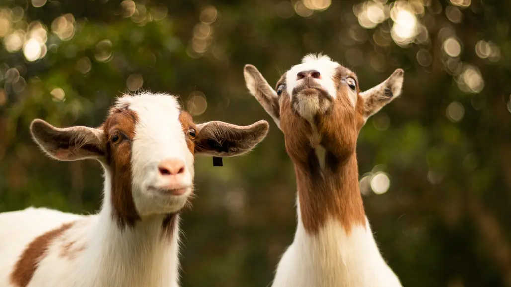 Two goats