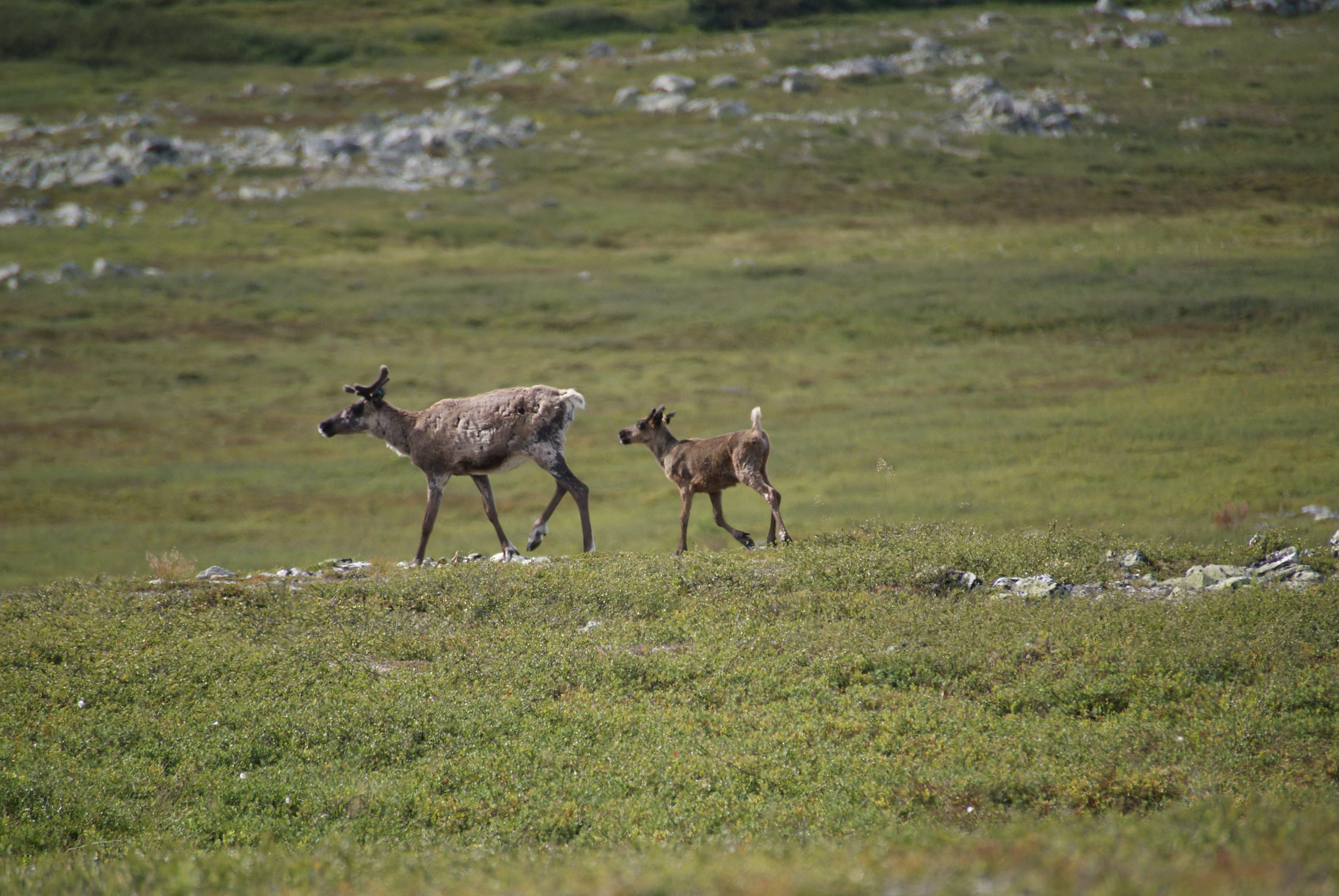 Reindeer
