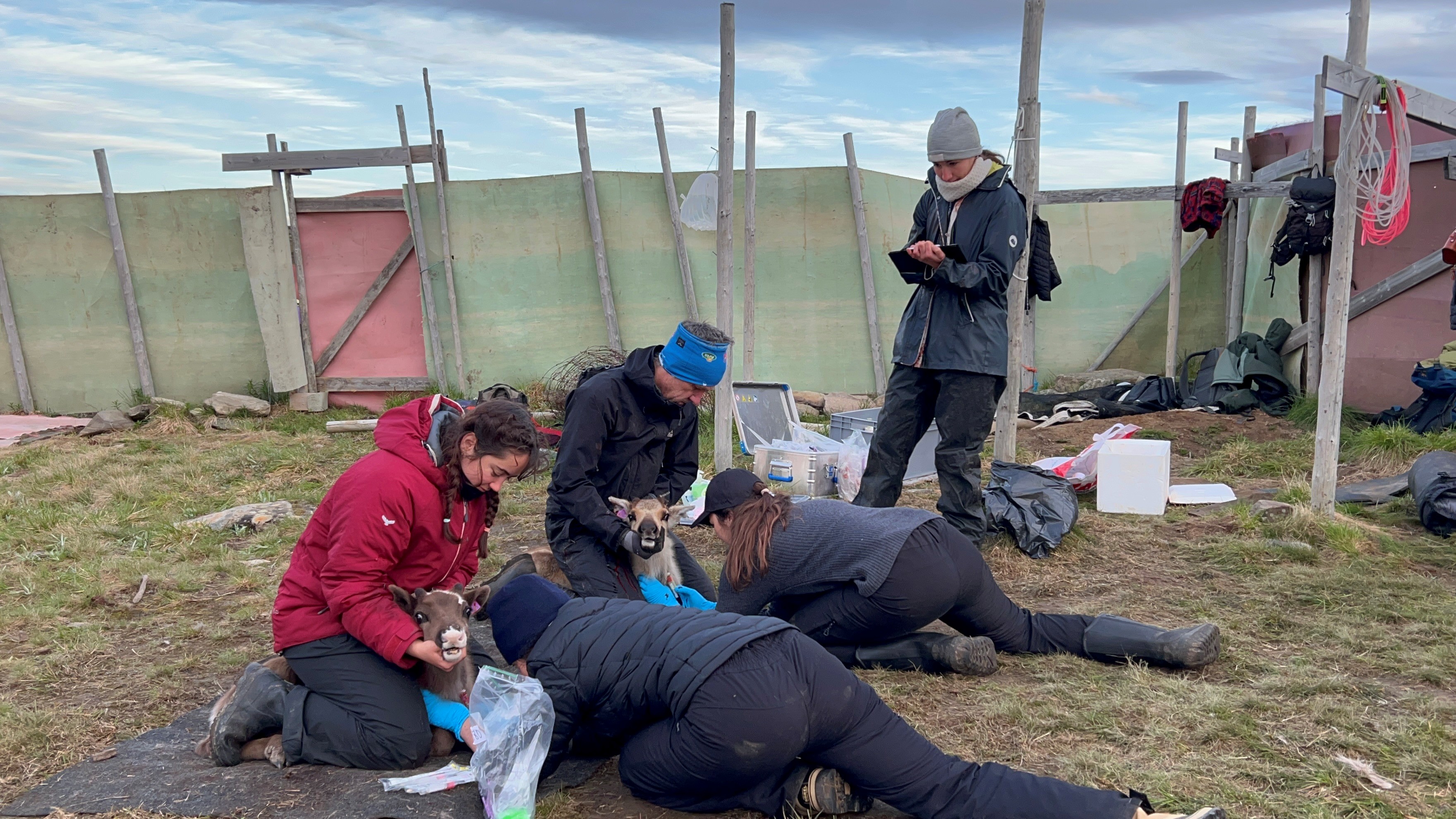 Researchers taking blood samples on reindeer calves.