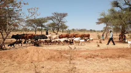 A farmer is herding his cattle in Kenya