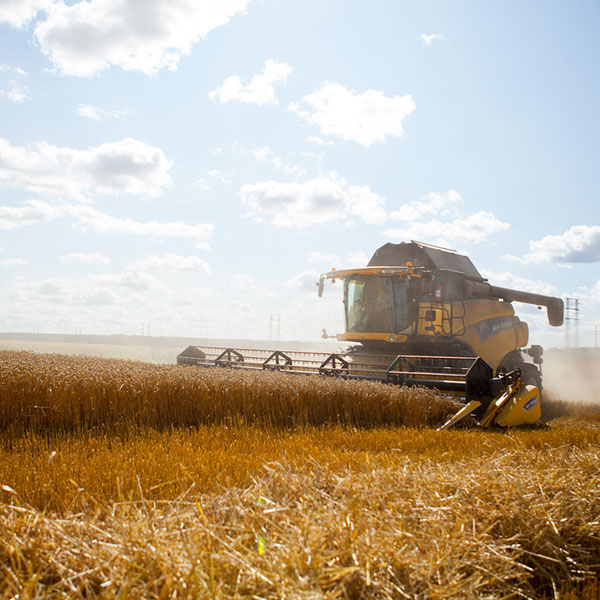 Wheat harvesting