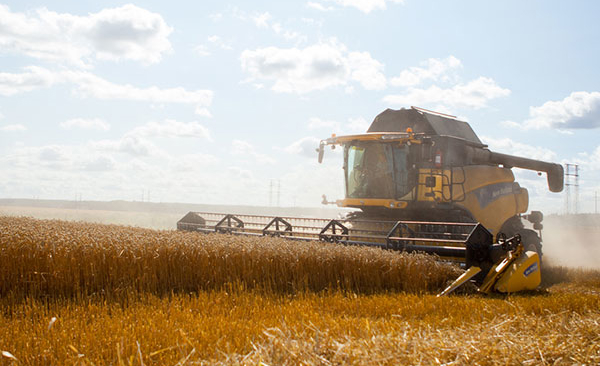 Wheat harvesting