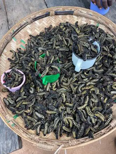 Caterpillars in a basket