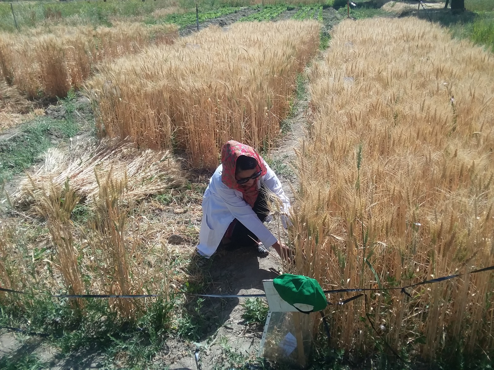 Woman sitting in a field. 