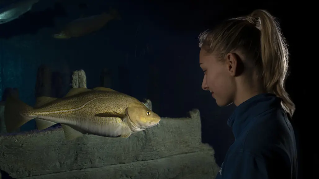 Flicka tittar på torsk i akvarium