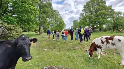En grupp människor i en naturbeteshage. Två kor framför, en tittar in i kameran. Foto.