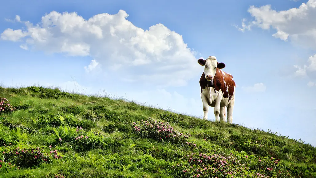 Ko på en grön kulle, blå himmel i bakgrunden. Foto.