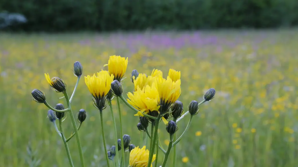 Gula blommor på en äng.