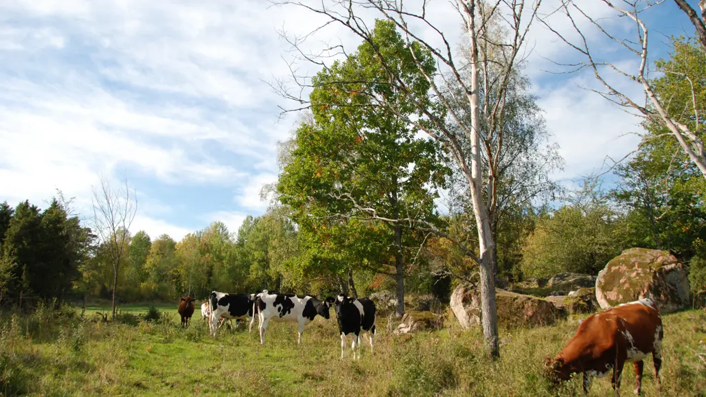 Kvigor på naturbetesmark. Foto.