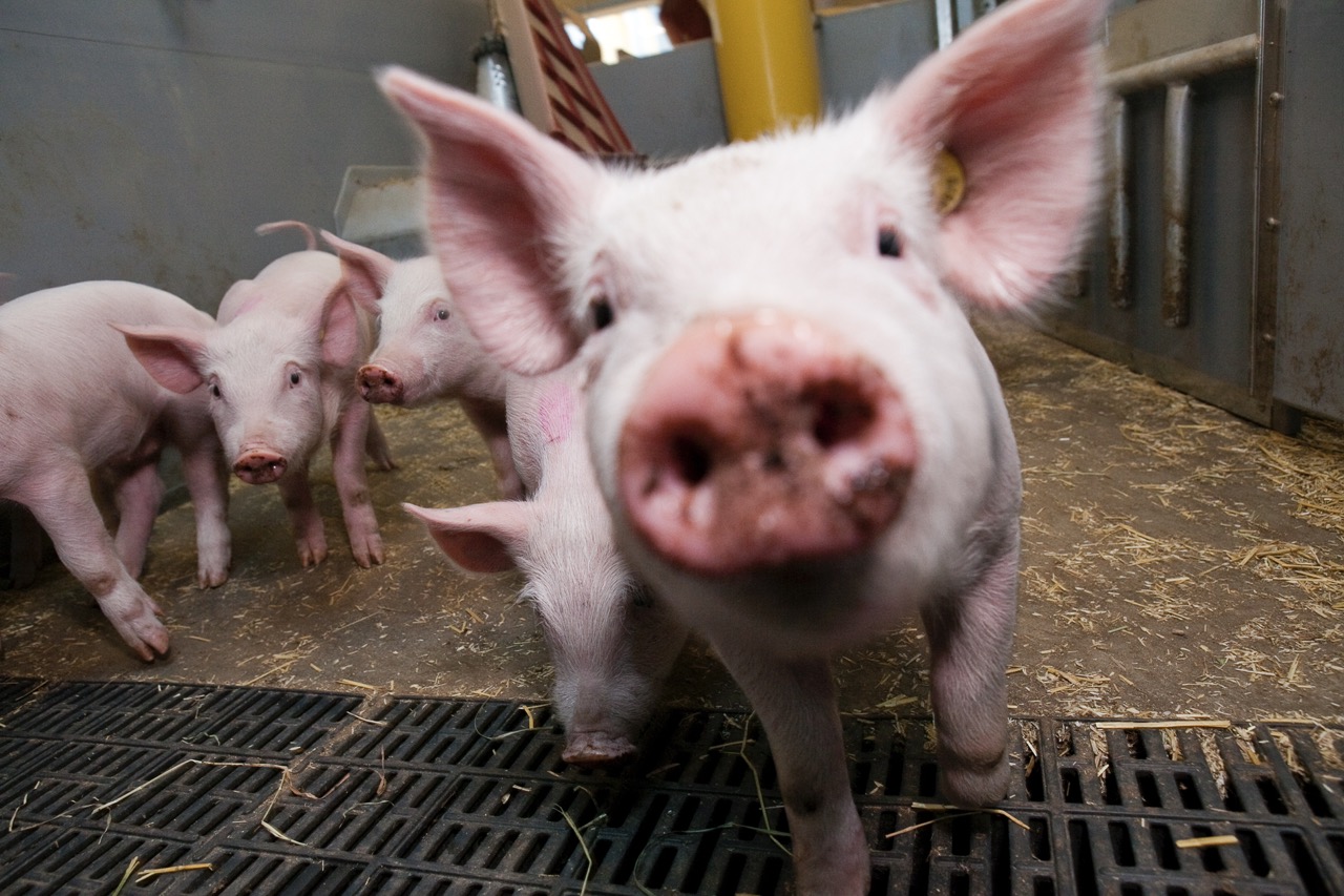 Engriskulting tittar in i kameran. Foto