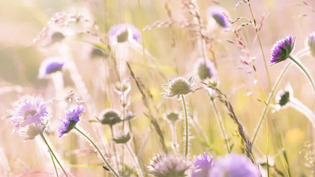 Lila blommor på en äng.