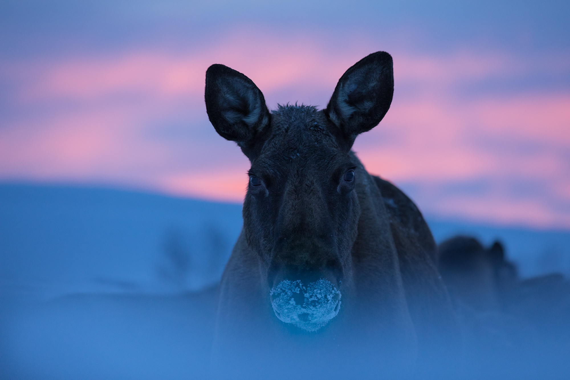 En älg med snö på mulen tittar rakt in i kameran mot en rosa kvällshimmel