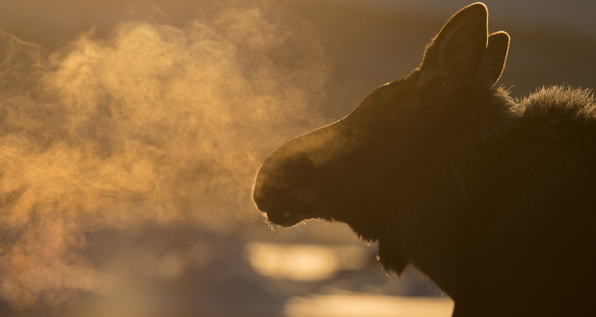 En älgs andedräkt blir synlig i vinterkallt ljus