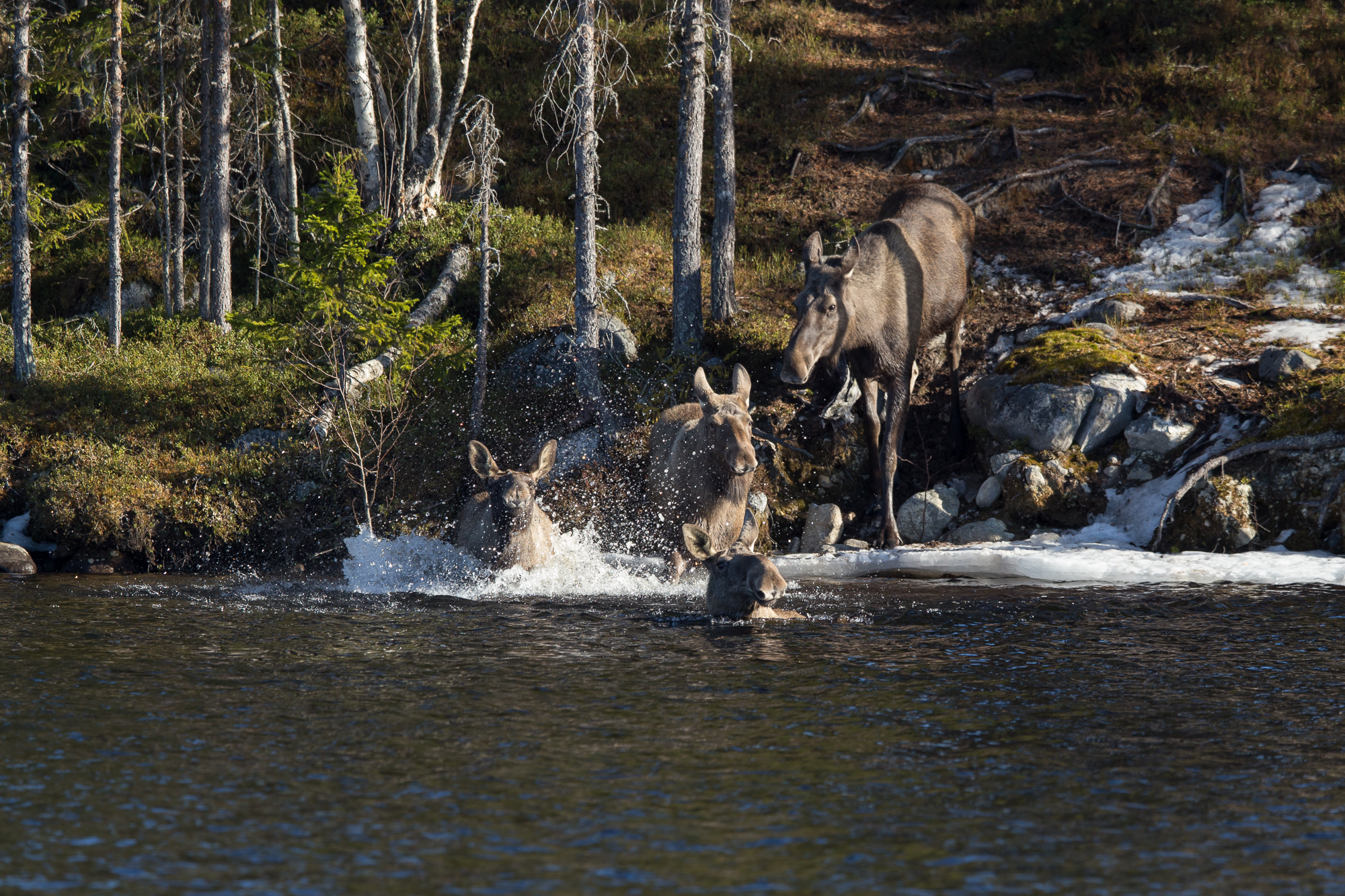 Moose splashing into the water