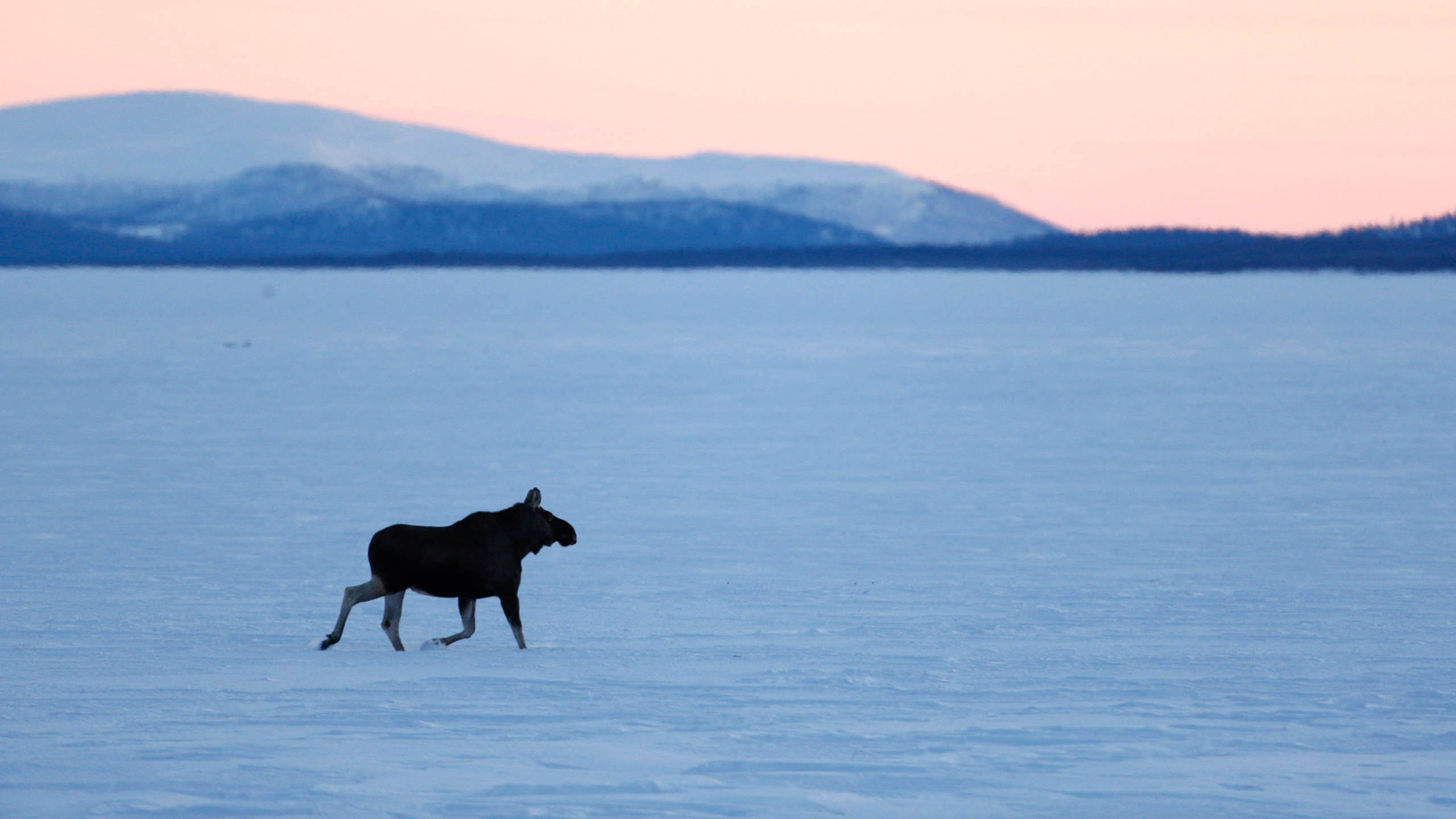 En ensam älg vandrar över ett vidsträckt, snötäckt landskap i solnedgången, med avlägsna berg i bakgrunden under en mjuk rosa-orange himmel, vilket skapar en lugn stämning.