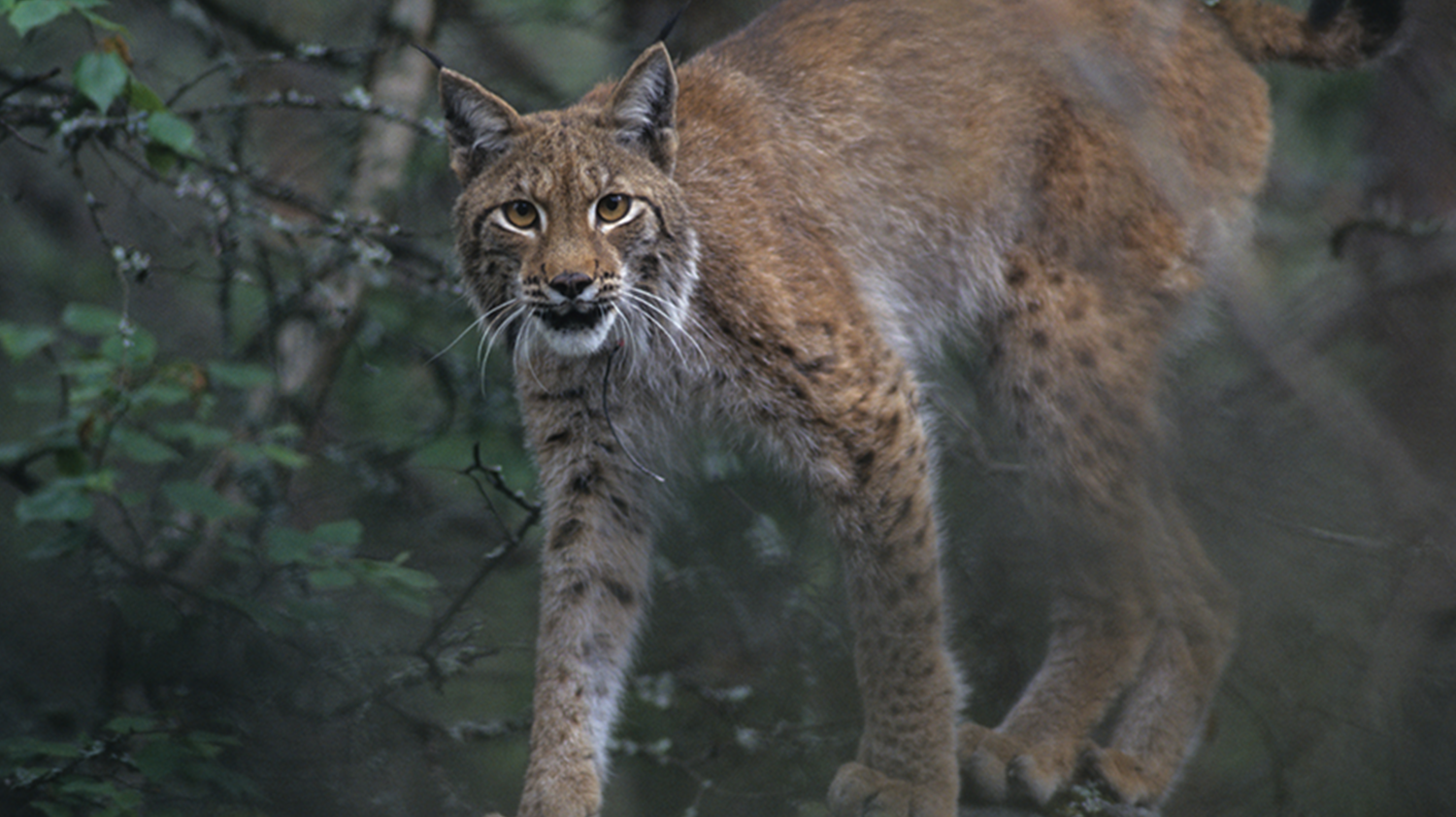 Ett lodjur tittar rakt in i kameran