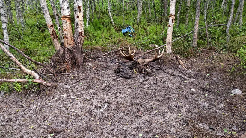 Resterna av en älg som tagits och förtärts av en björn. Det som återstår är mycket päls i tussar och lite ben.