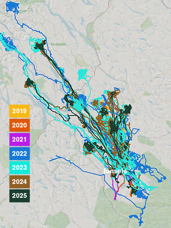 En karta över hur alla Junseleälgar gått under åren 2019-2025